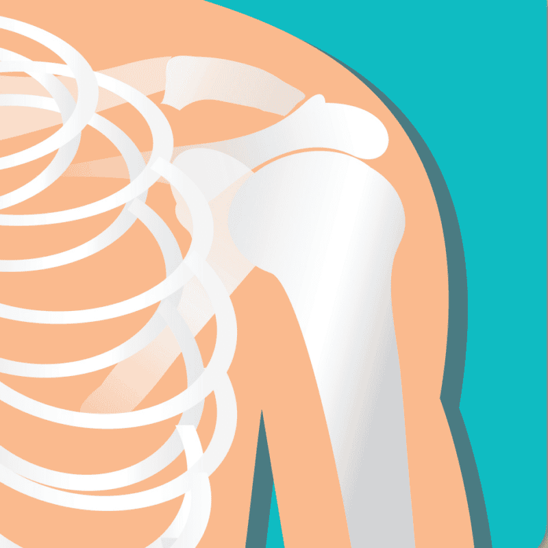 An image that shows Shoulder