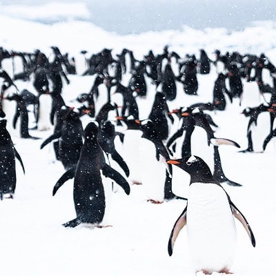 Antarctica Ice Axe Expeditions 01