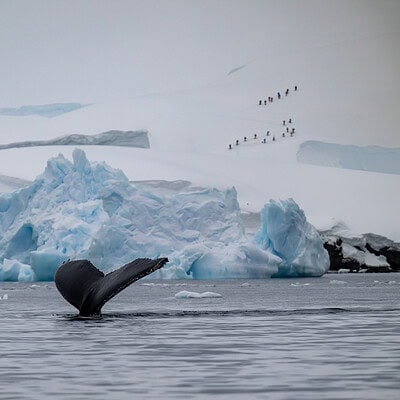 Antarctica Ice Axe Expeditions 08