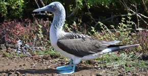 Galapagos Blue footed Booby