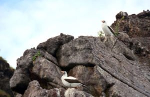 Galapagos nazca booby
