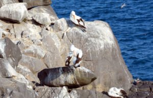 Galapagos nazca booby