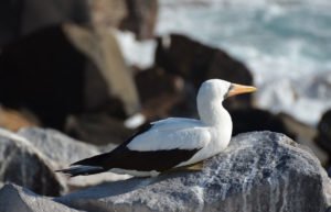 Galapagos nazca booby