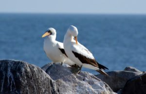 Galapagos nazca booby