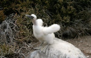 Galapagos nazca booby