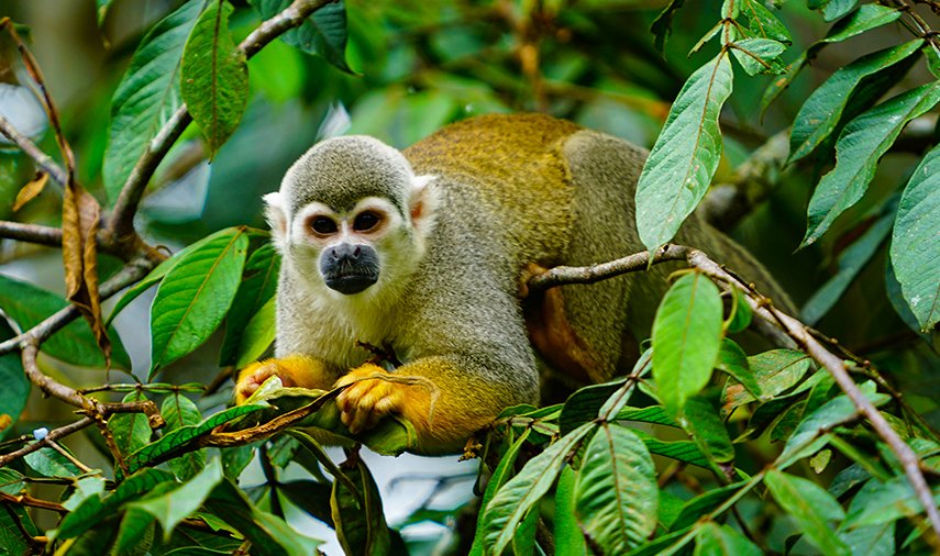 Refugio Amazonas Wildlife Lodge & Machu Picchu Monkey