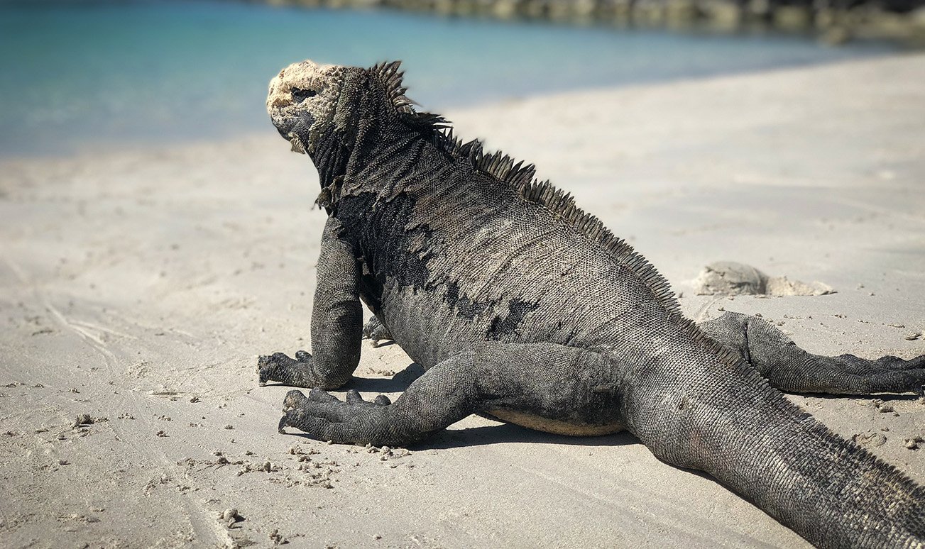 Galapagos Marine Iguana