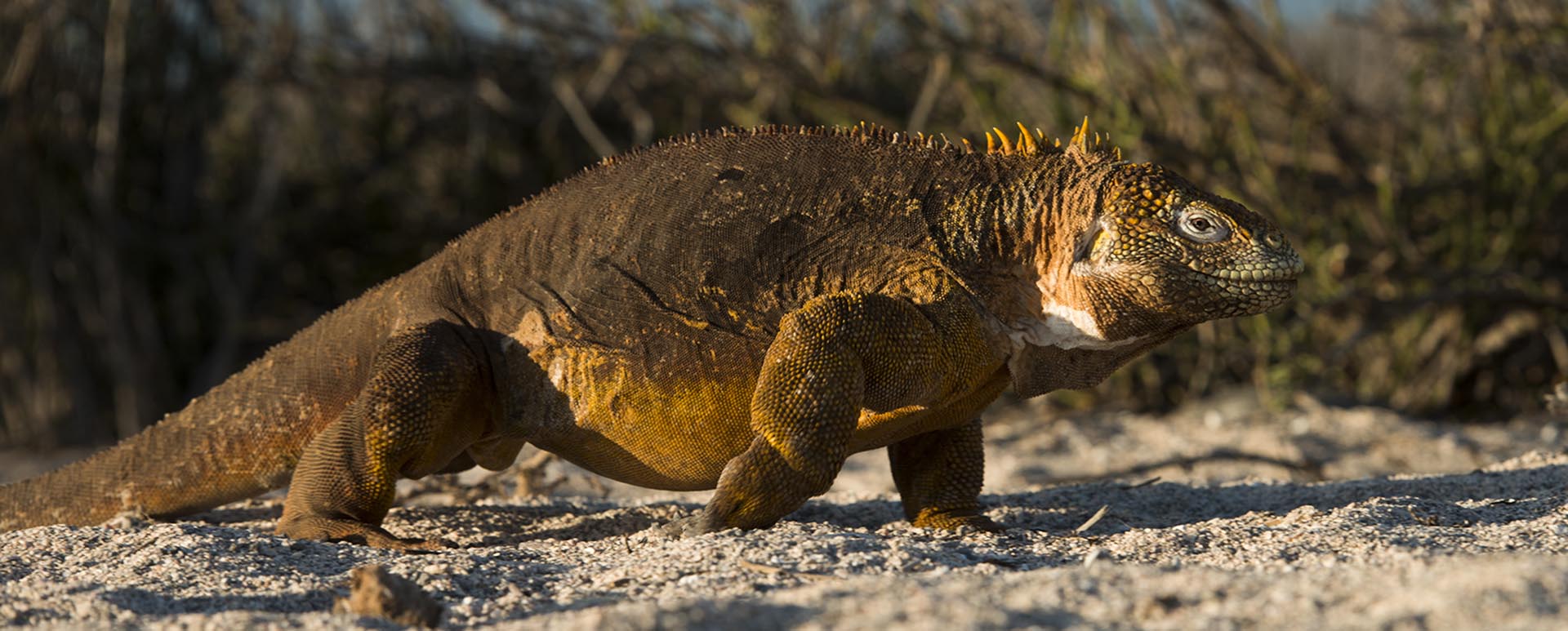 Ecuador & Galapagos Tours