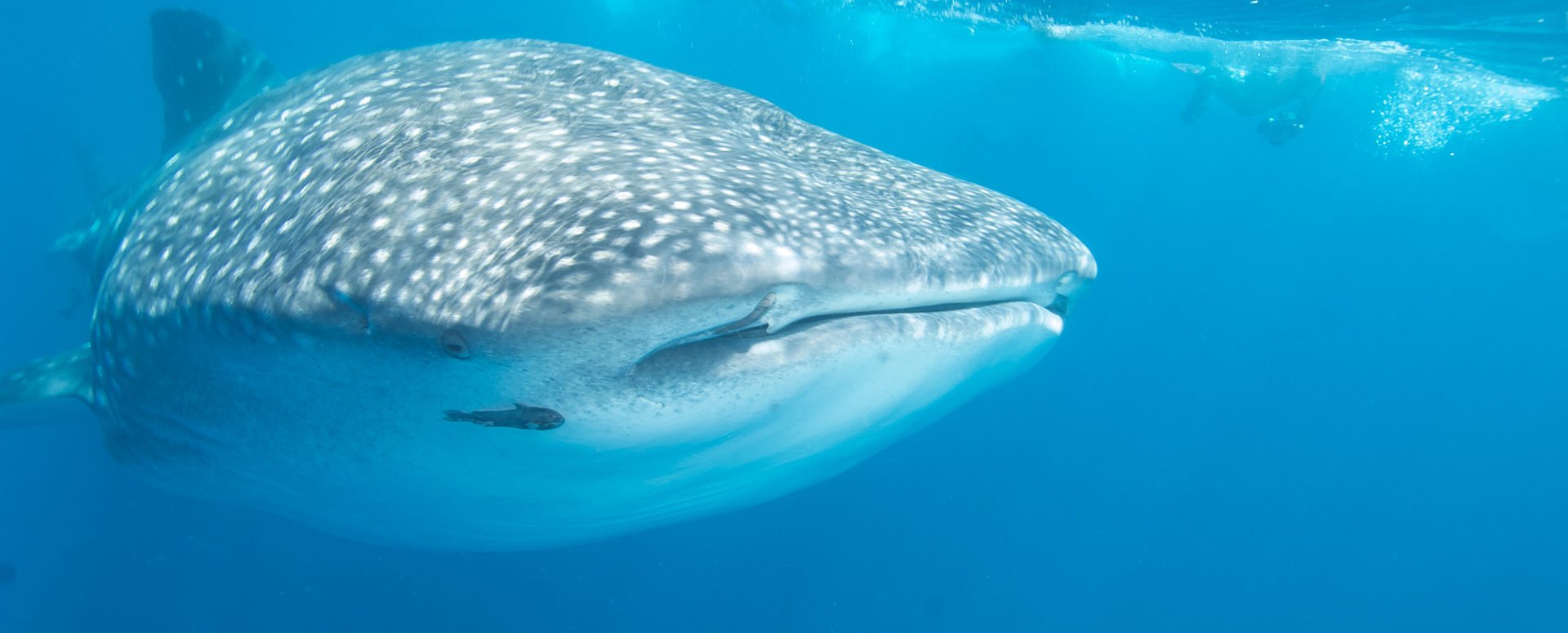 Galapagos Diving Tours