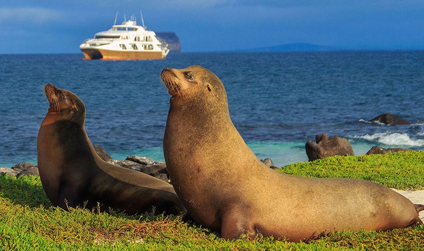 Elite Catamaran & Sea Lion