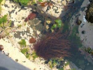 Organic Seaweed Lip Balm - Image 4
