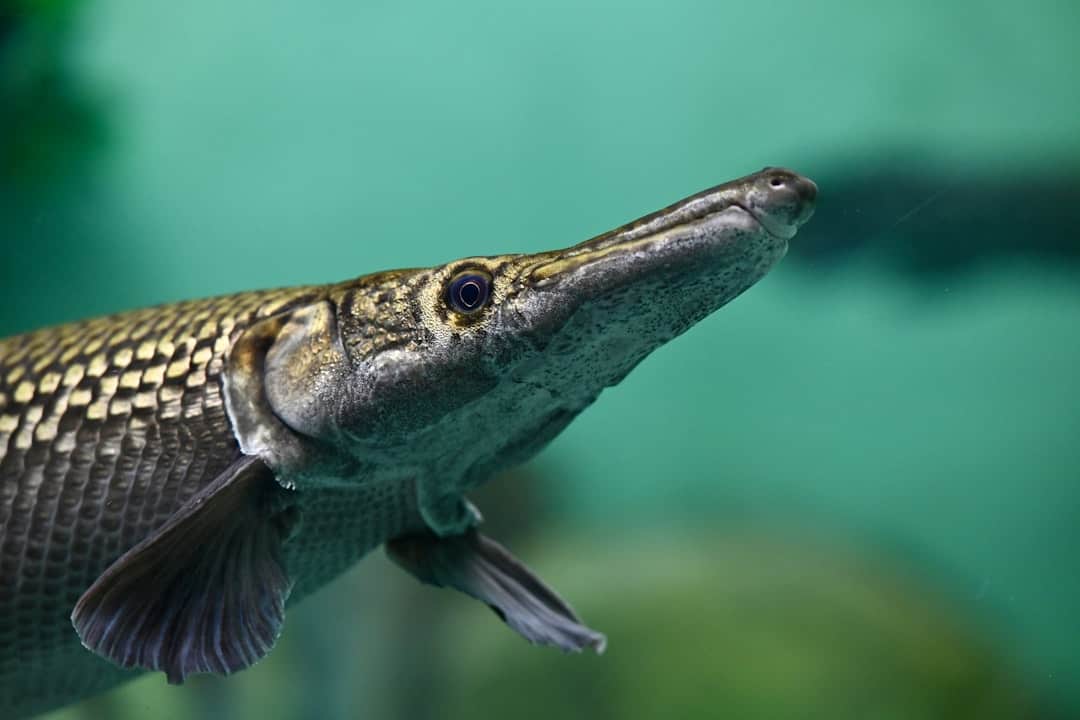 Alligator Gar and the Flood That Has to Show Up First