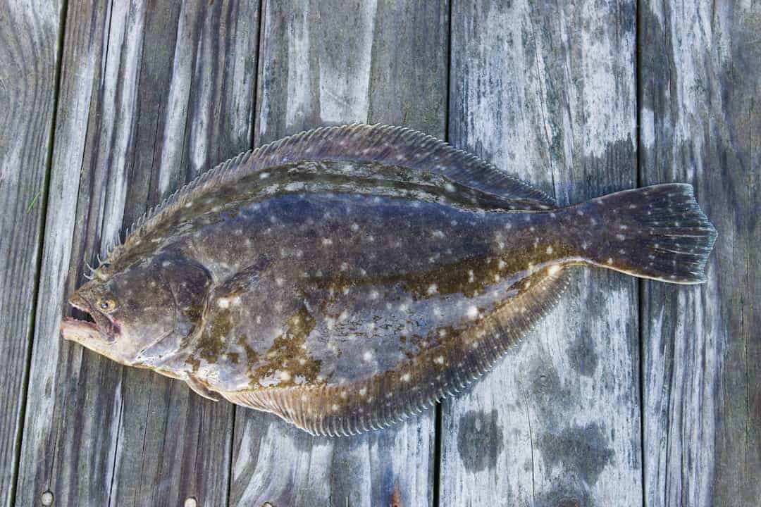 Summer flounder (Paralichthys dentatus) from Great South Bay, Long Island, showing the flat body and both eyes on the left side