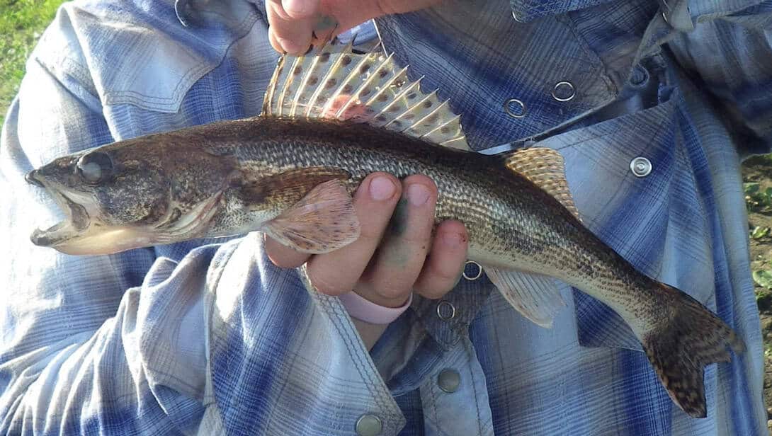 Sauger species reference