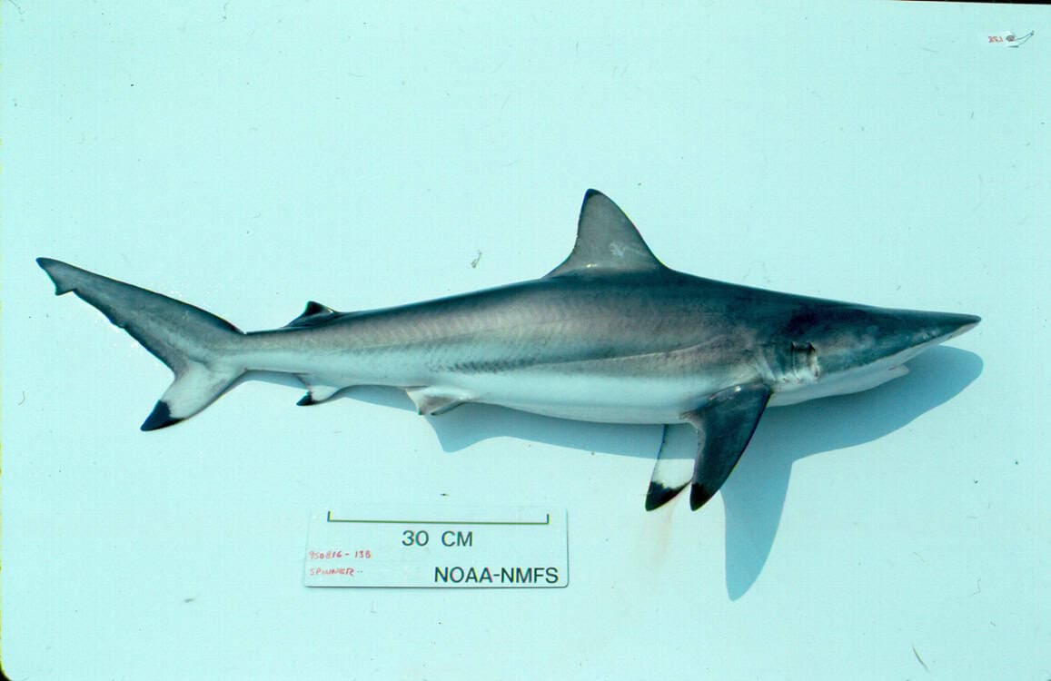 Spinner shark (Carcharhinus brevipinna) in profile showing the pointed snout and black-tipped fins