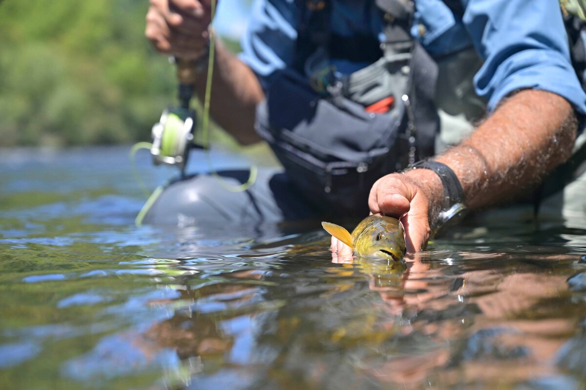 Angler easing a brown trout back into river water