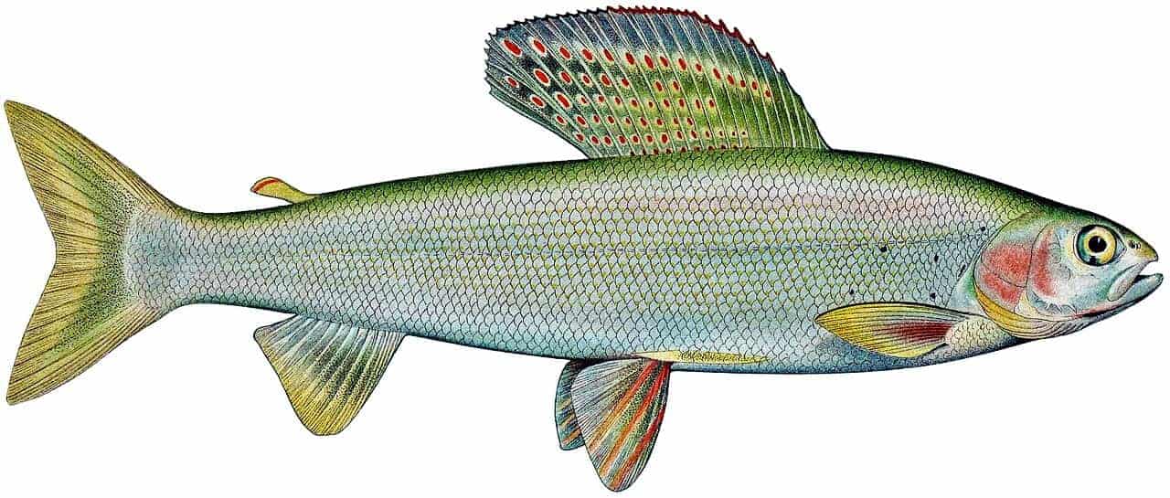 Arctic grayling species illustration showing the long sail-like dorsal fin and slender cold-water body