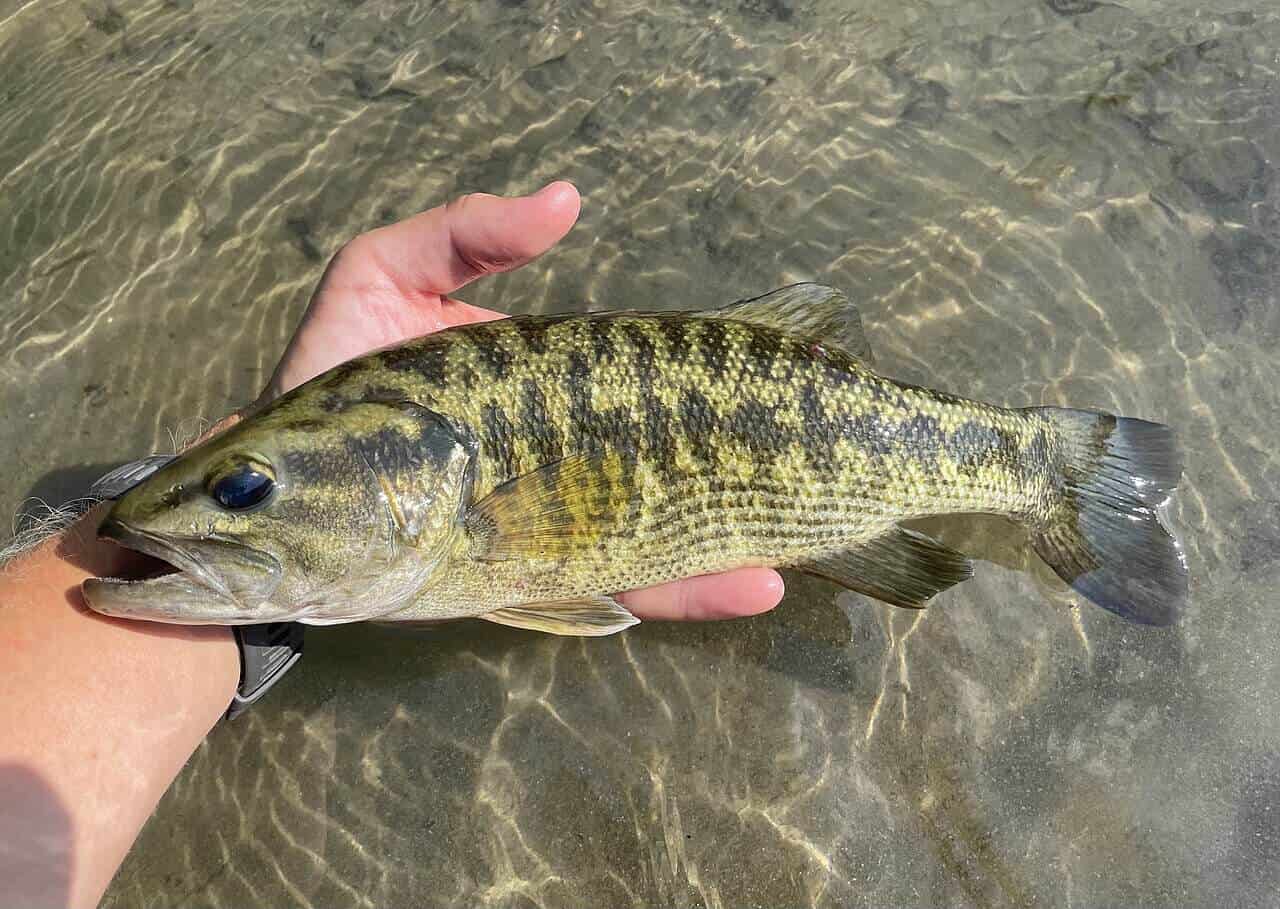 Guadalupe Bass Get Identified by the River as Much as the Jaw