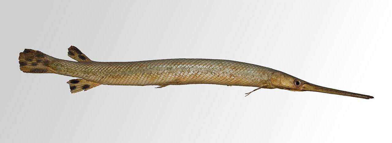 Longnose Gar Follow the Bait Down the Channel Edge