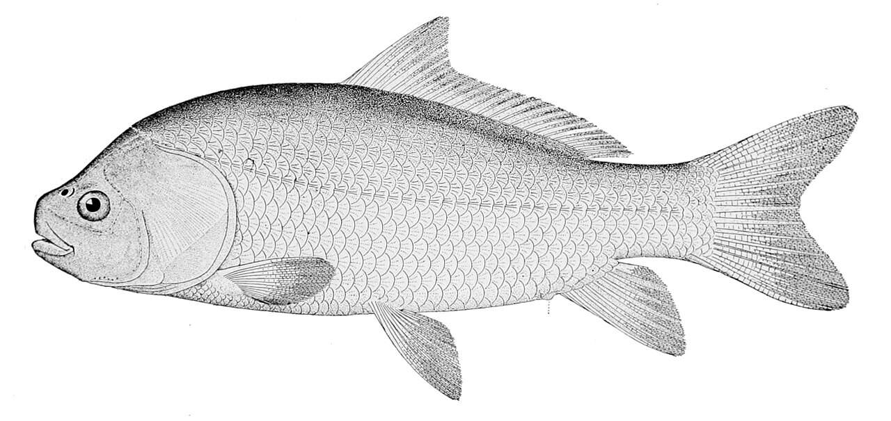 Smallmouth Buffalo Aren’t Carp, and the Barbels Prove It