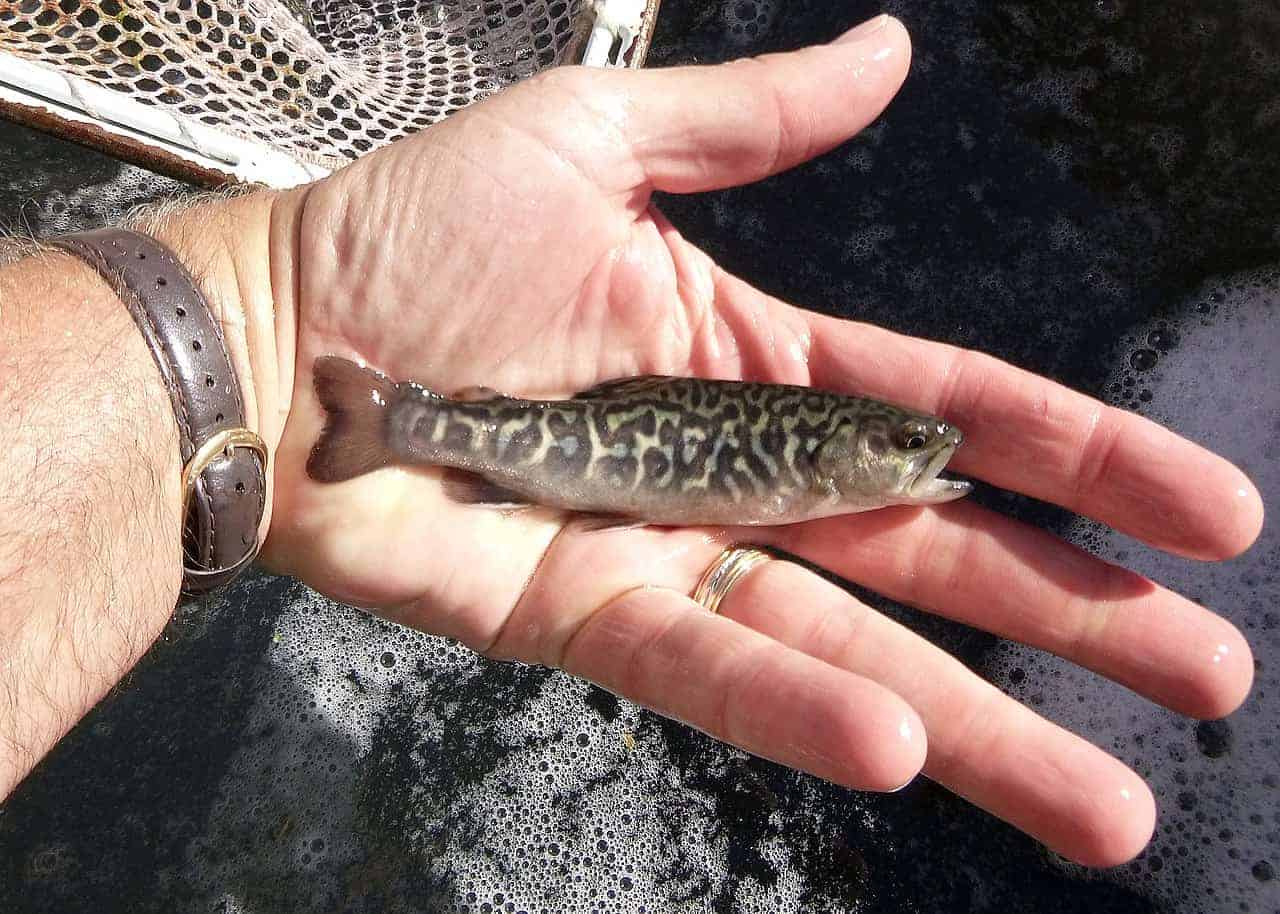 Person holding a small fish over water, close-up view.