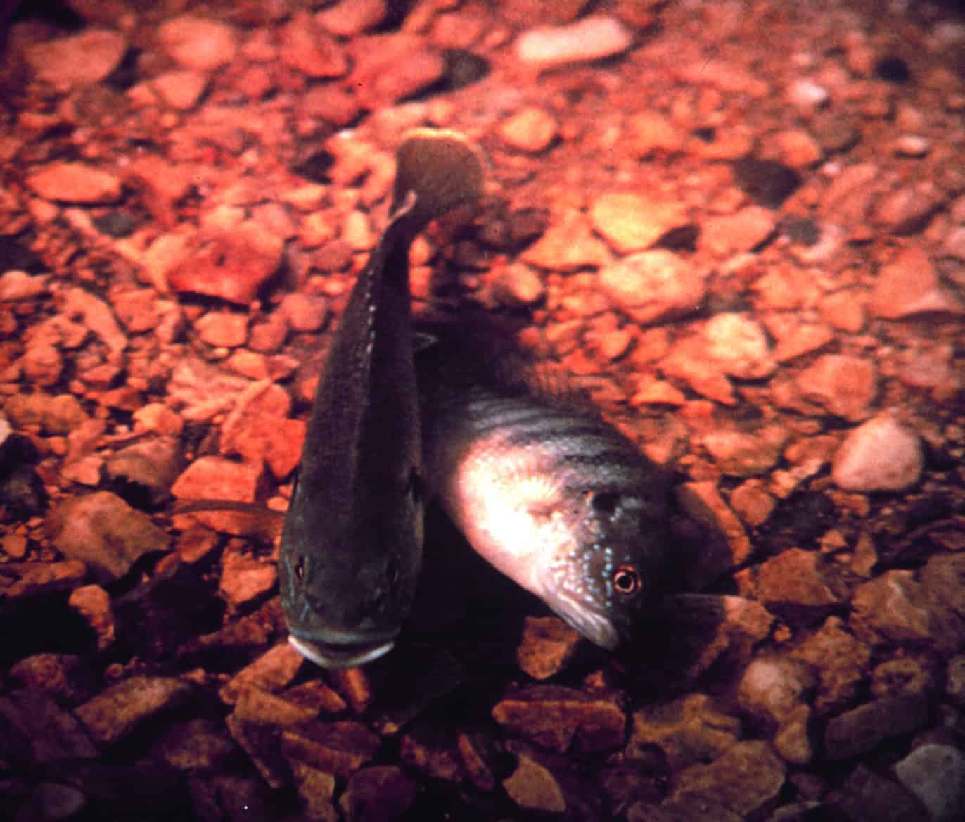 Tautog (Tautoga onitis) in exact-species profile showing the blunt head, thick lips and mottled dark body