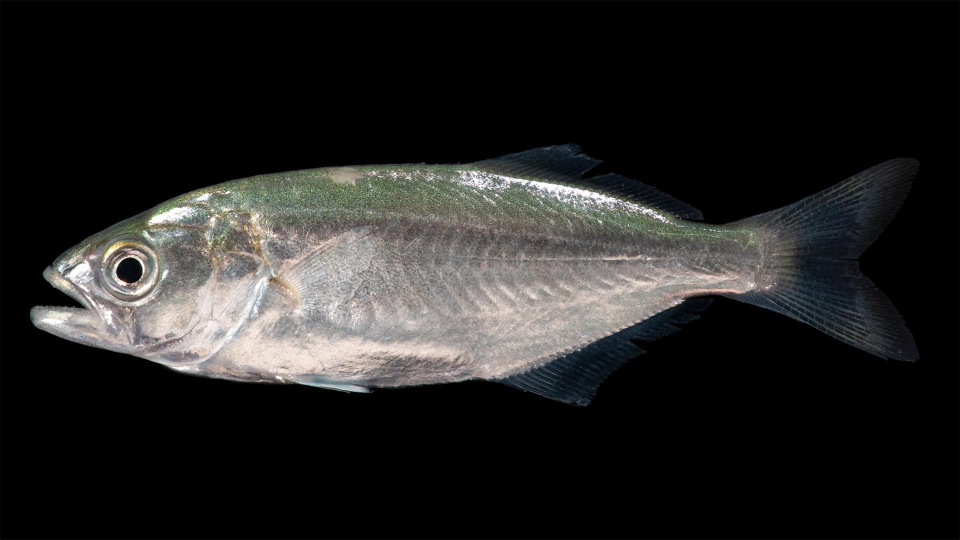 Bluefish (Pomatomus saltatrix) in exact-species profile showing the blue-green back, silver sides and strongly forked tail