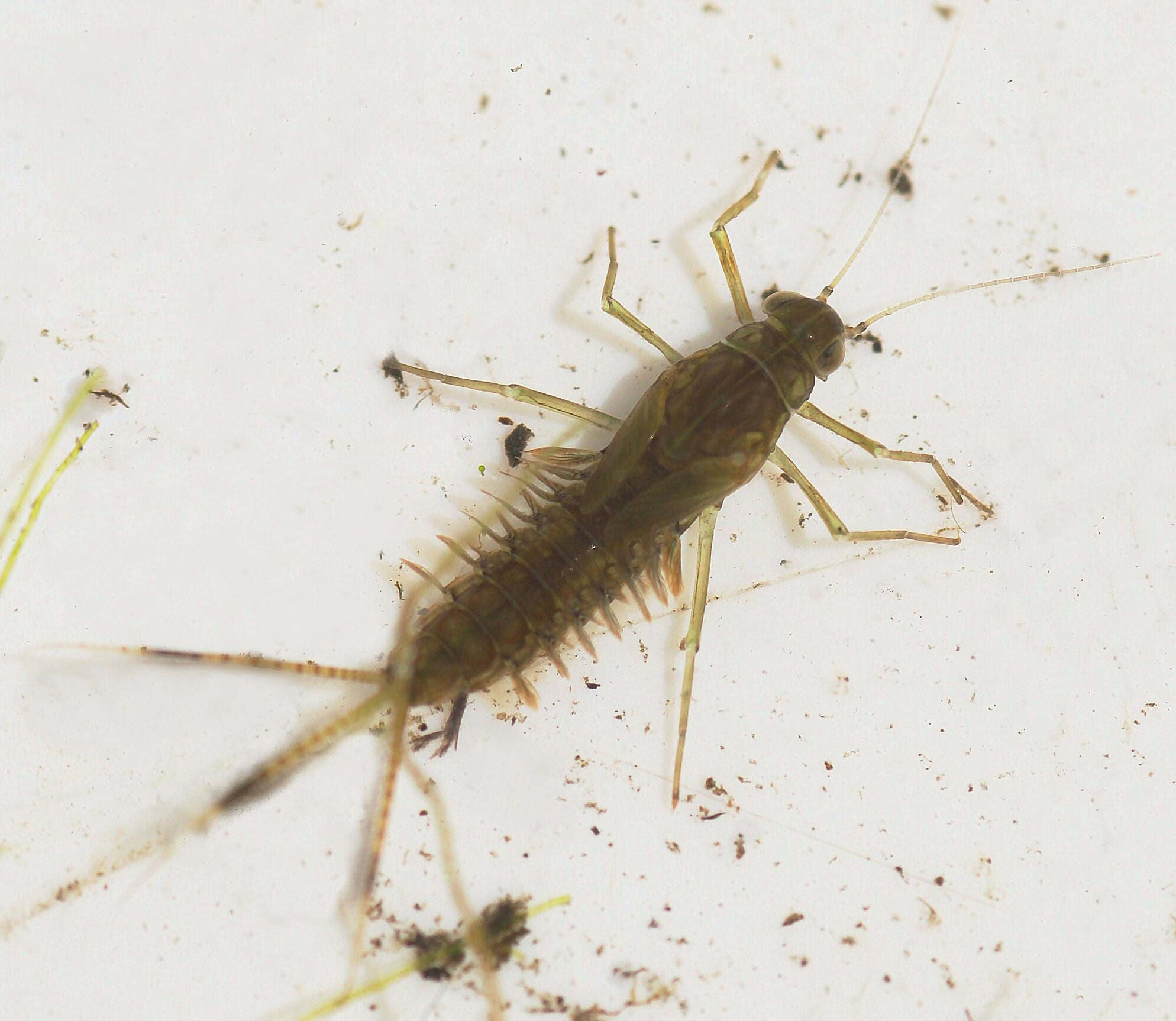 You Only Need the Insect Stage the Fish Can Reach