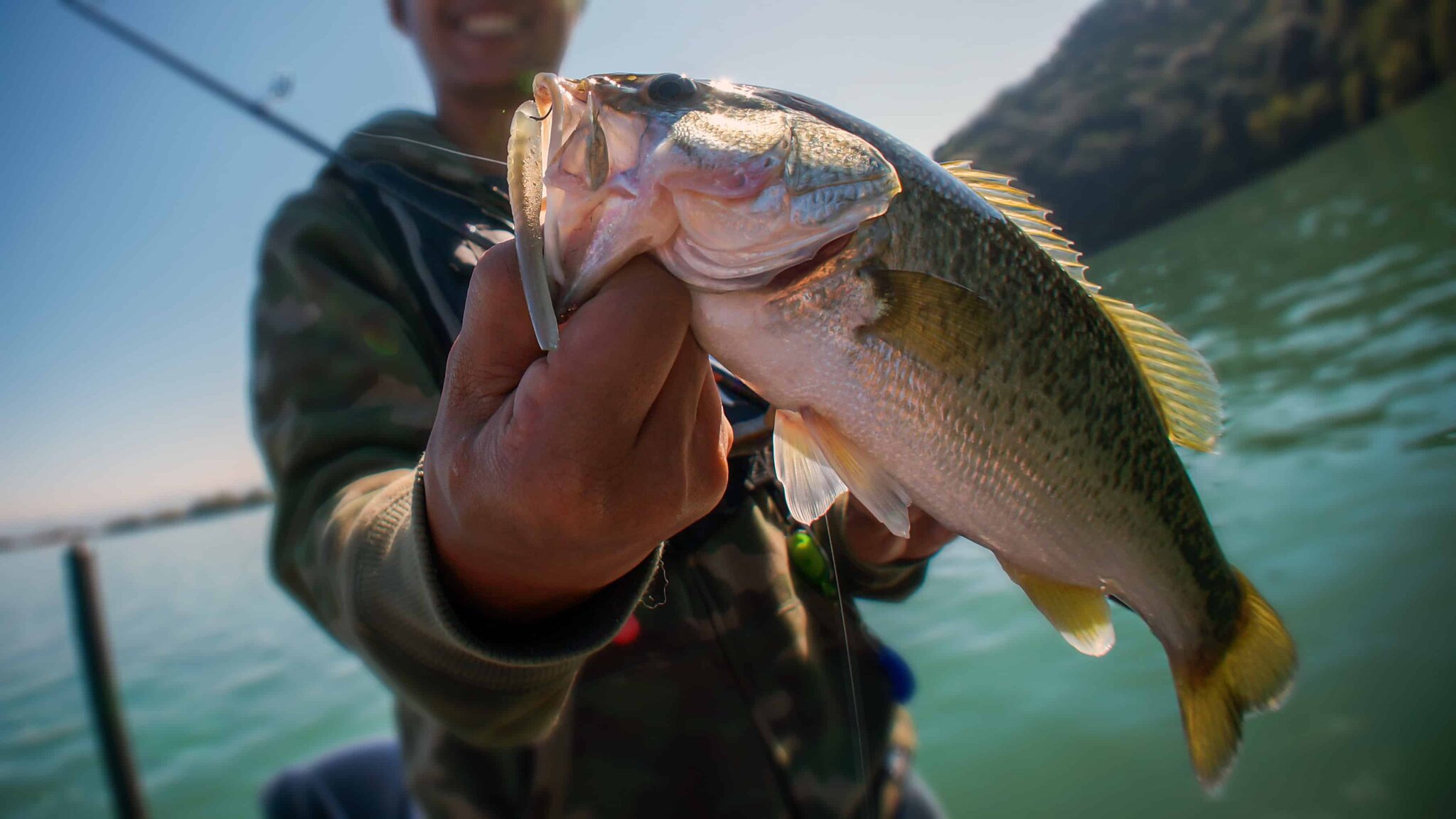 Bass held in a fisherman's hand