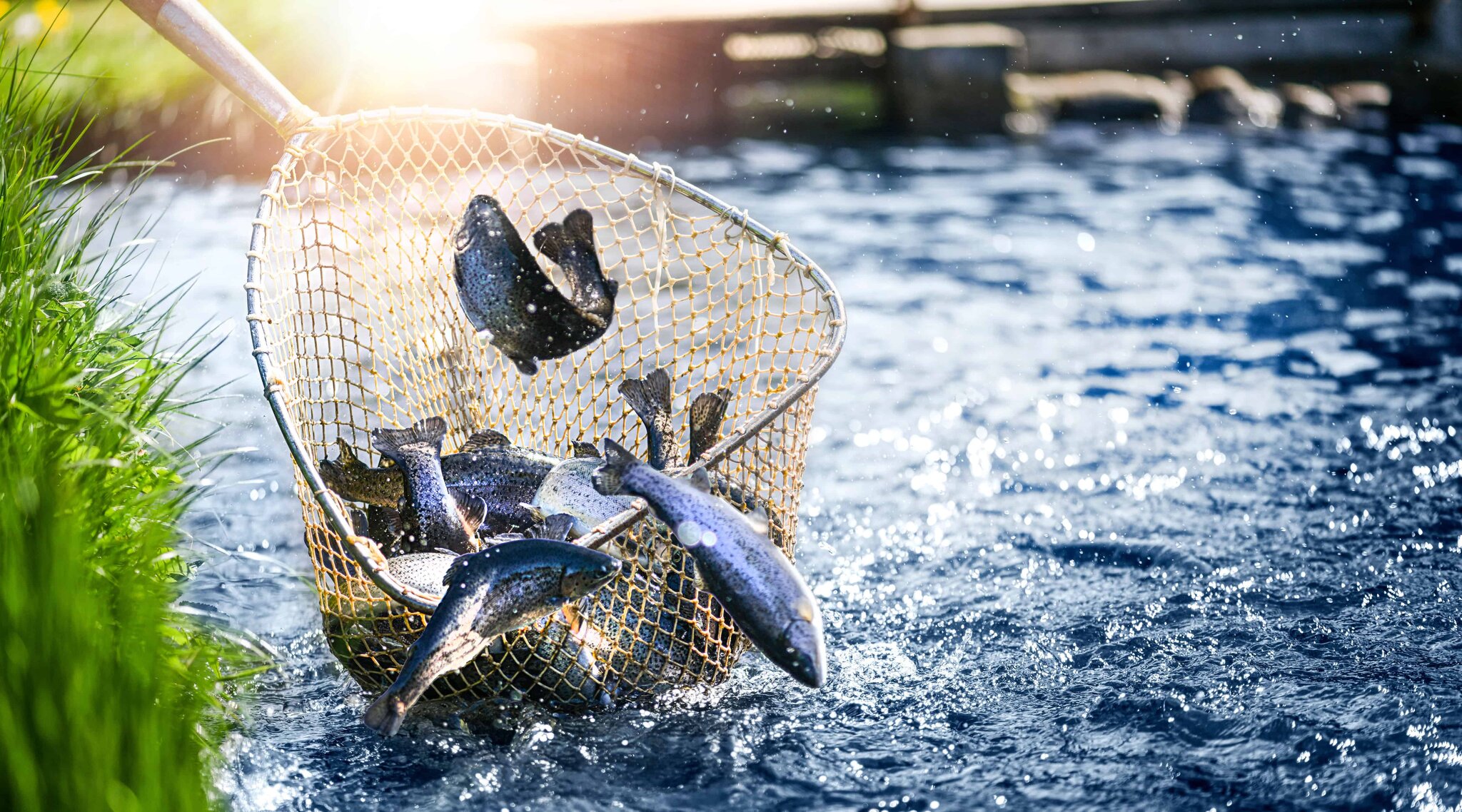 Trout held in a fishing net