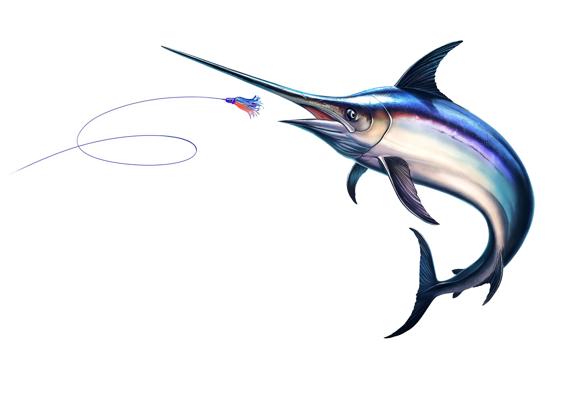 Licensed editorial illustration of a blue marlin striking a skirted trolling lure; pointed fins and an unspotted dorsal are visible.