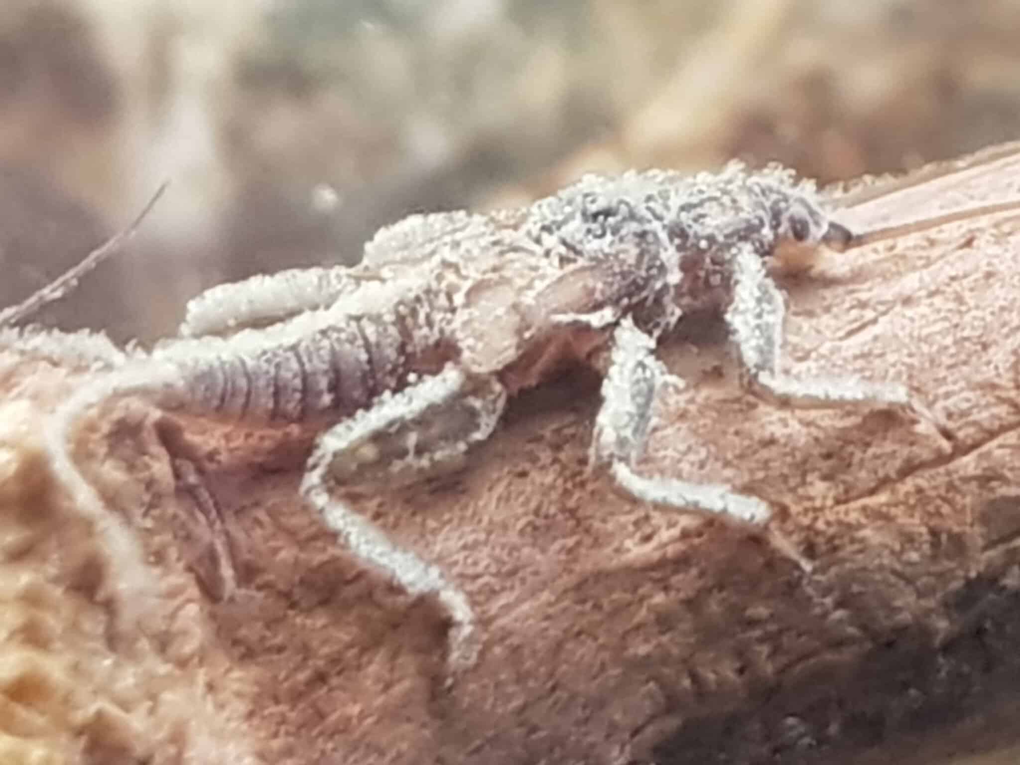 One Bug Isn’t a Hatch Report
