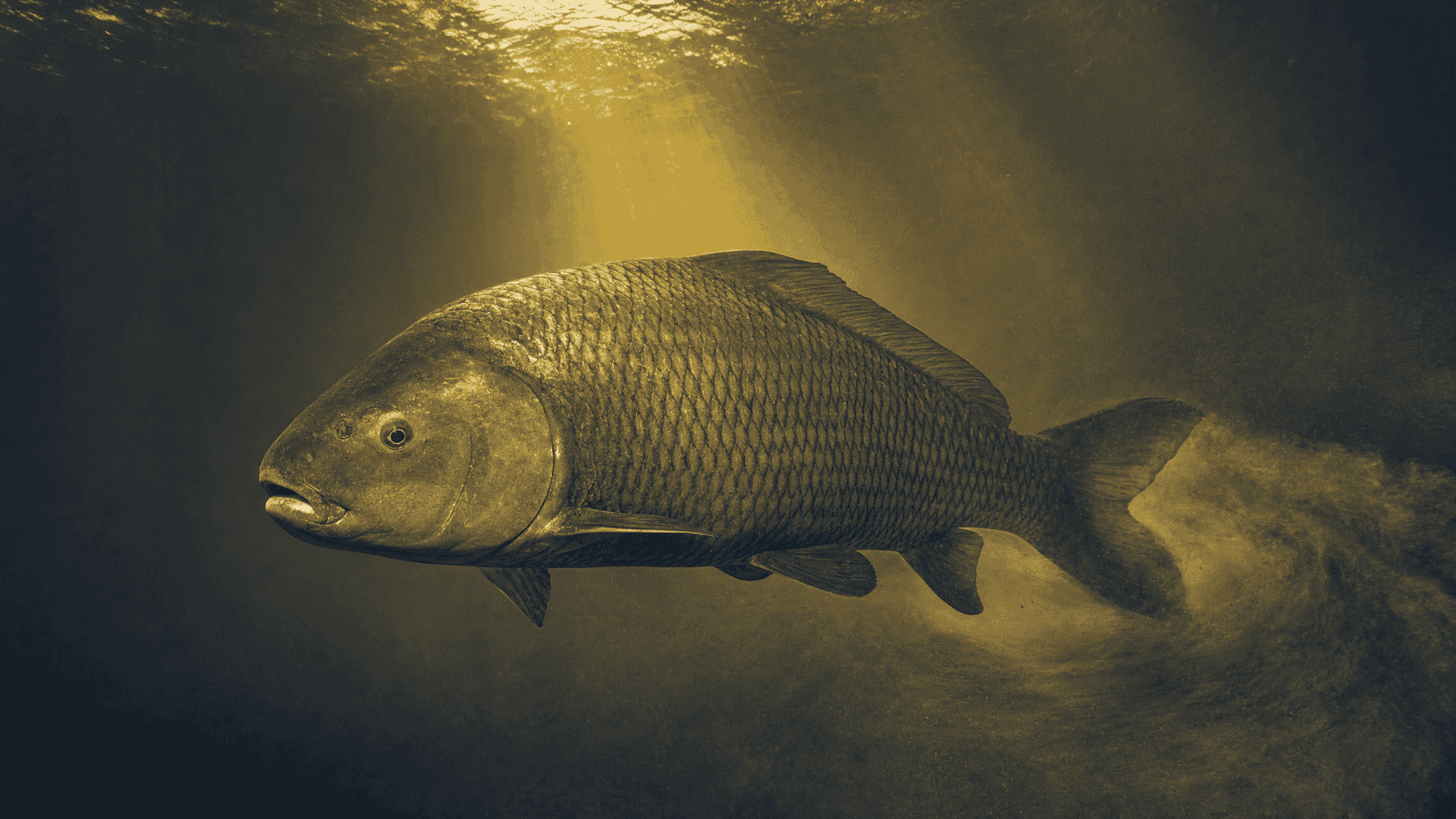 Bigmouth Buffalo Can Live 148 Years and Still Get Called Carp