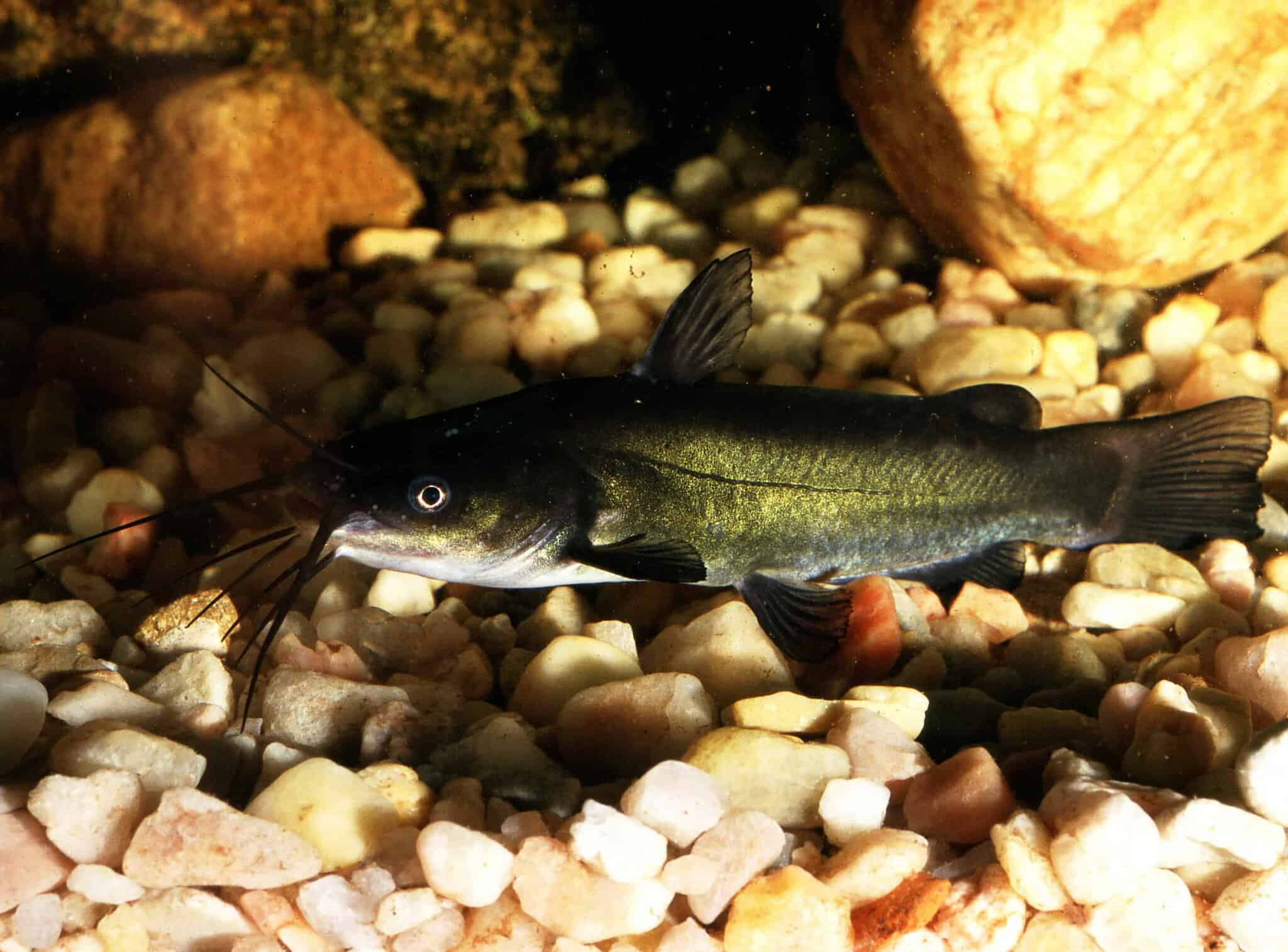 Black Bullhead showing dark chin barbels and a square tail