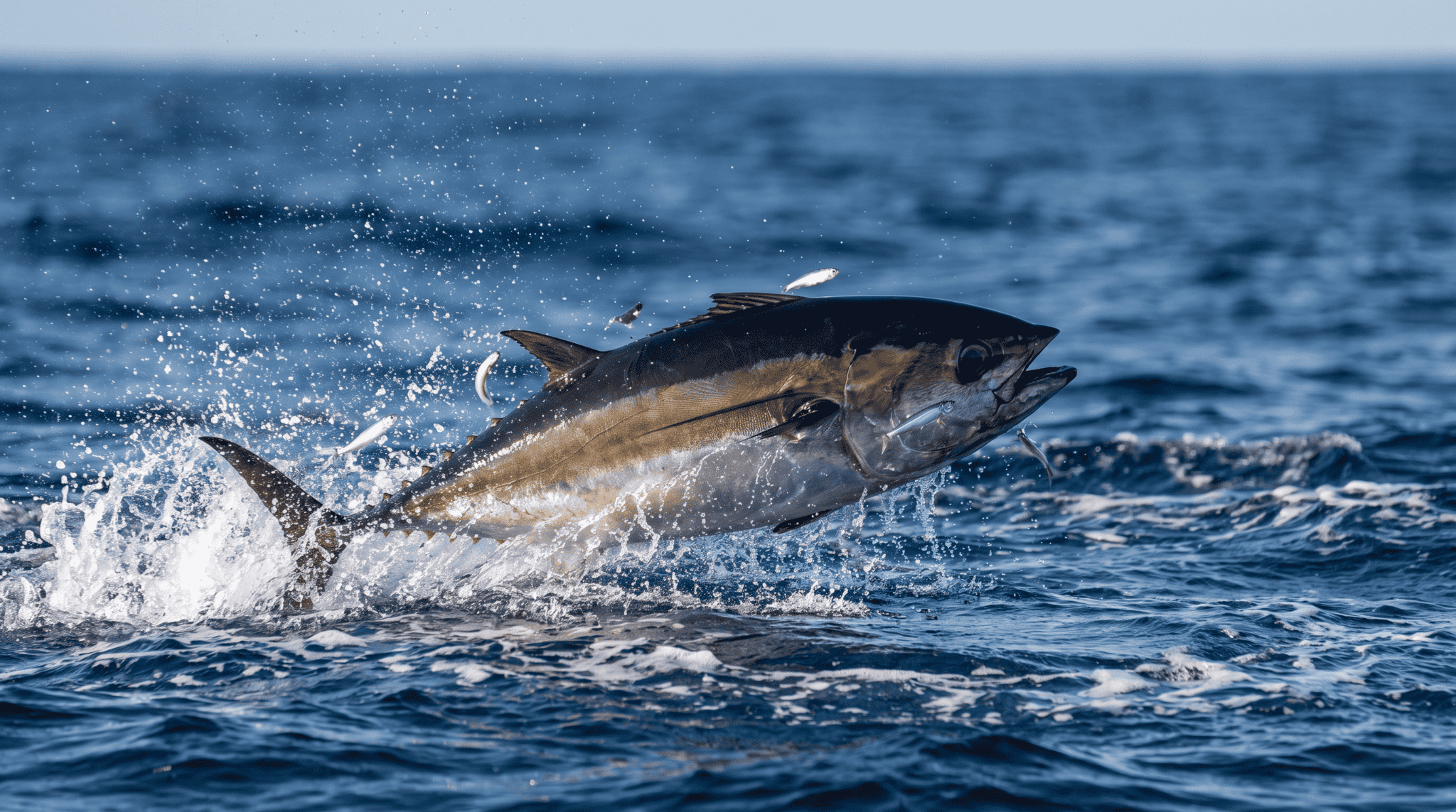 Editorial illustration of a blackfin tuna chasing small bait at the surface, showing a dark back and bronze flank.