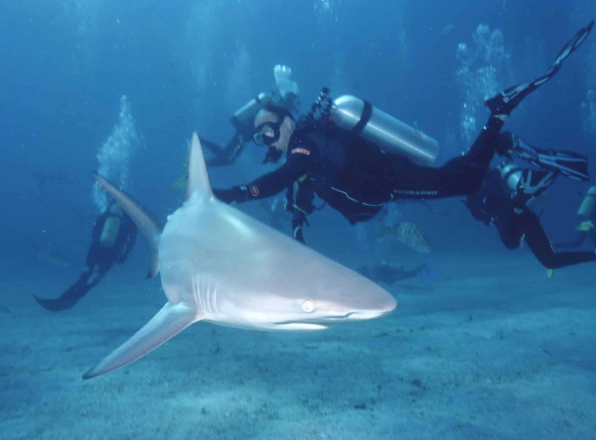 Blacktip shark (Carcharhinus limbatus) in the Bahamas showing the pointed snout and dark fin tips
