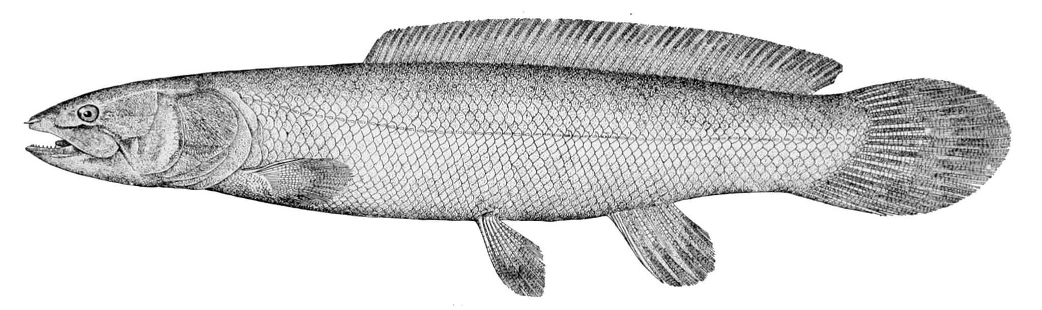Bowfin Turned Out to Be Two Fish, and Neither Is a Snakehead