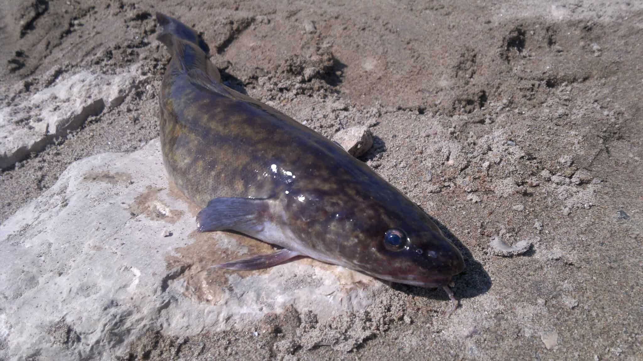 Burbot Keep Night Hours and Spawn Under the Ice