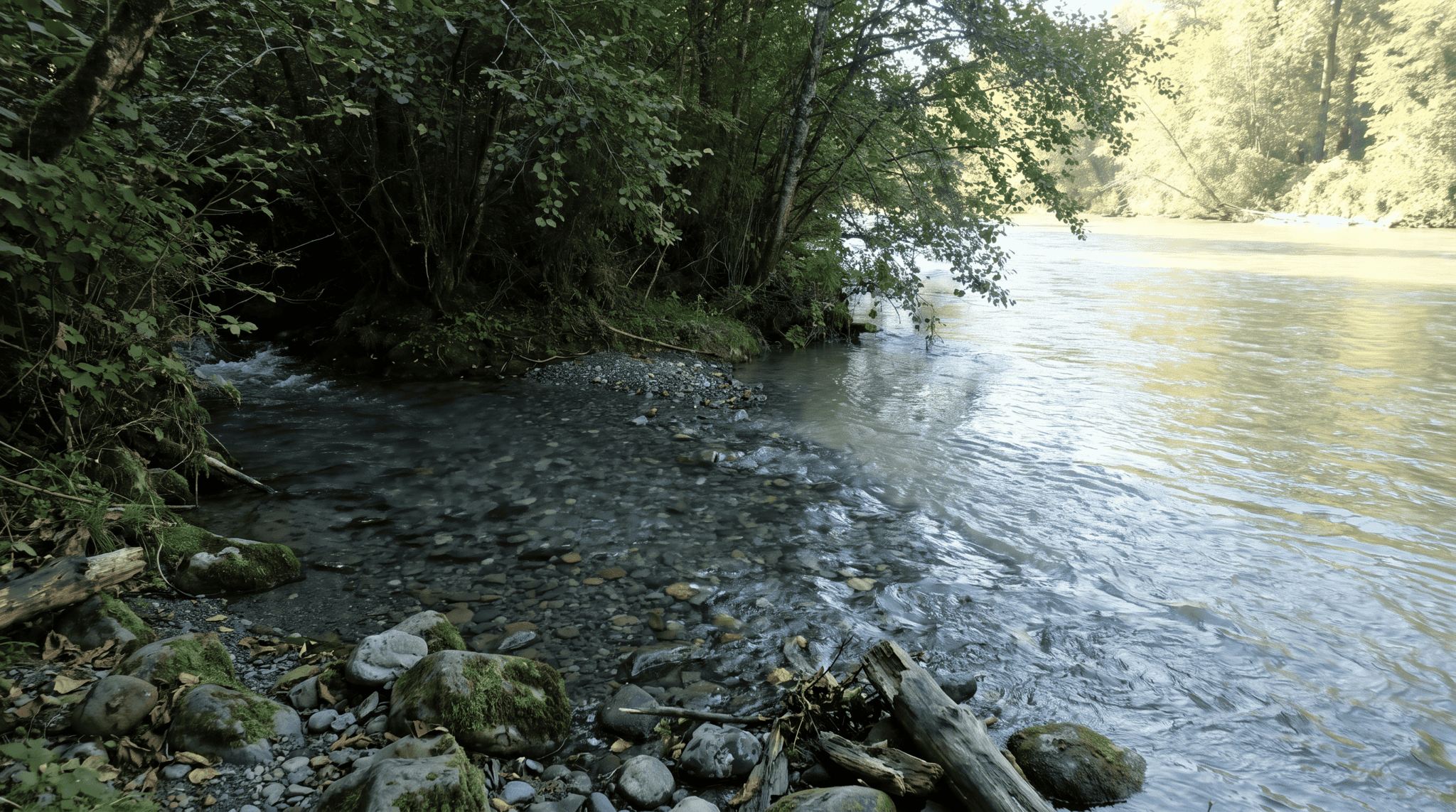 Clear spring-fed tributary flowing out of shaded alders and joining a warmer, greener summer river over cobble