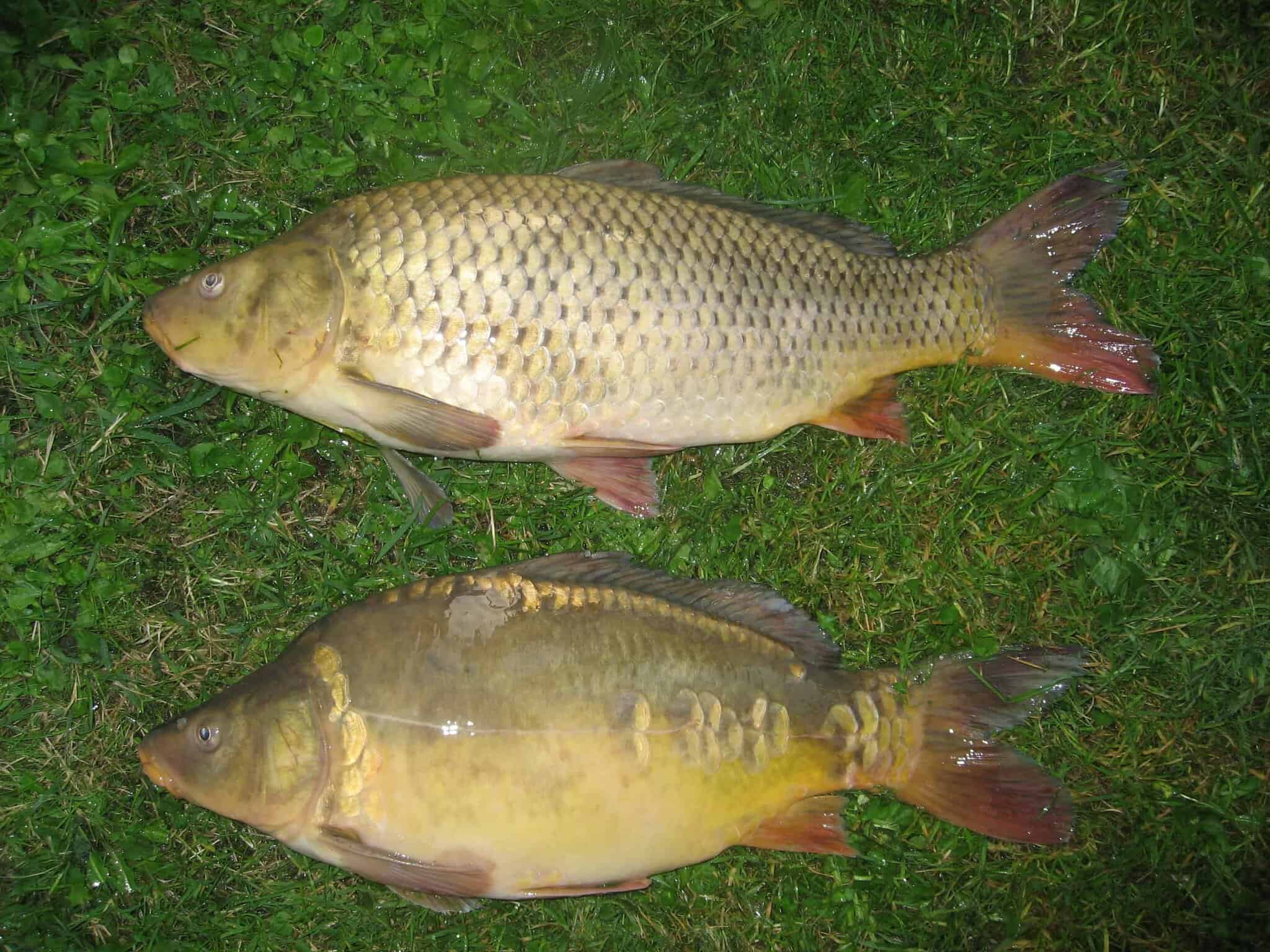 Common Carp Tell You When They’re Feeding, If You Watch the Mud