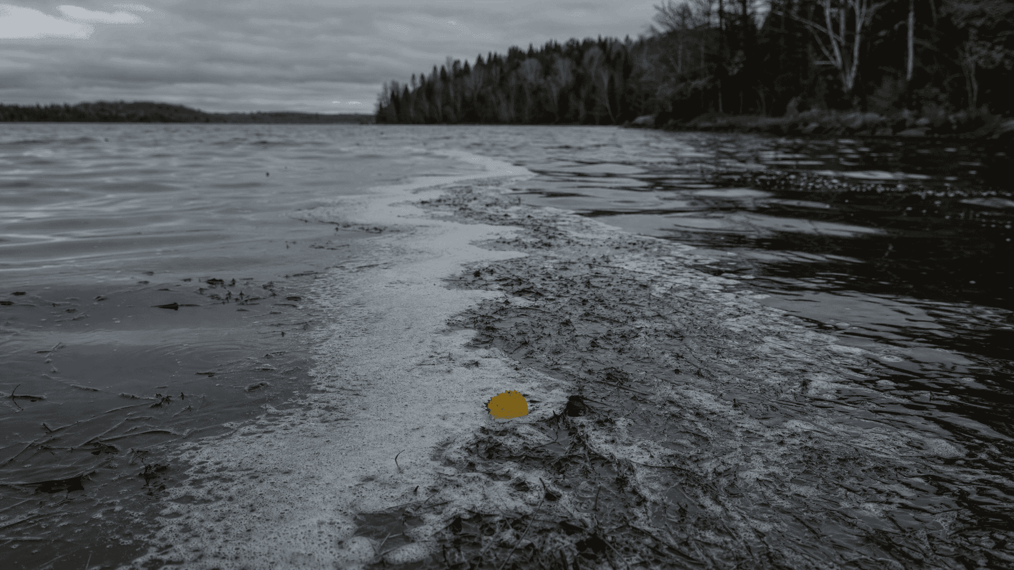 Northern lake in late fall during turnover, murky grey water with a drifting line of foam under overcast sky