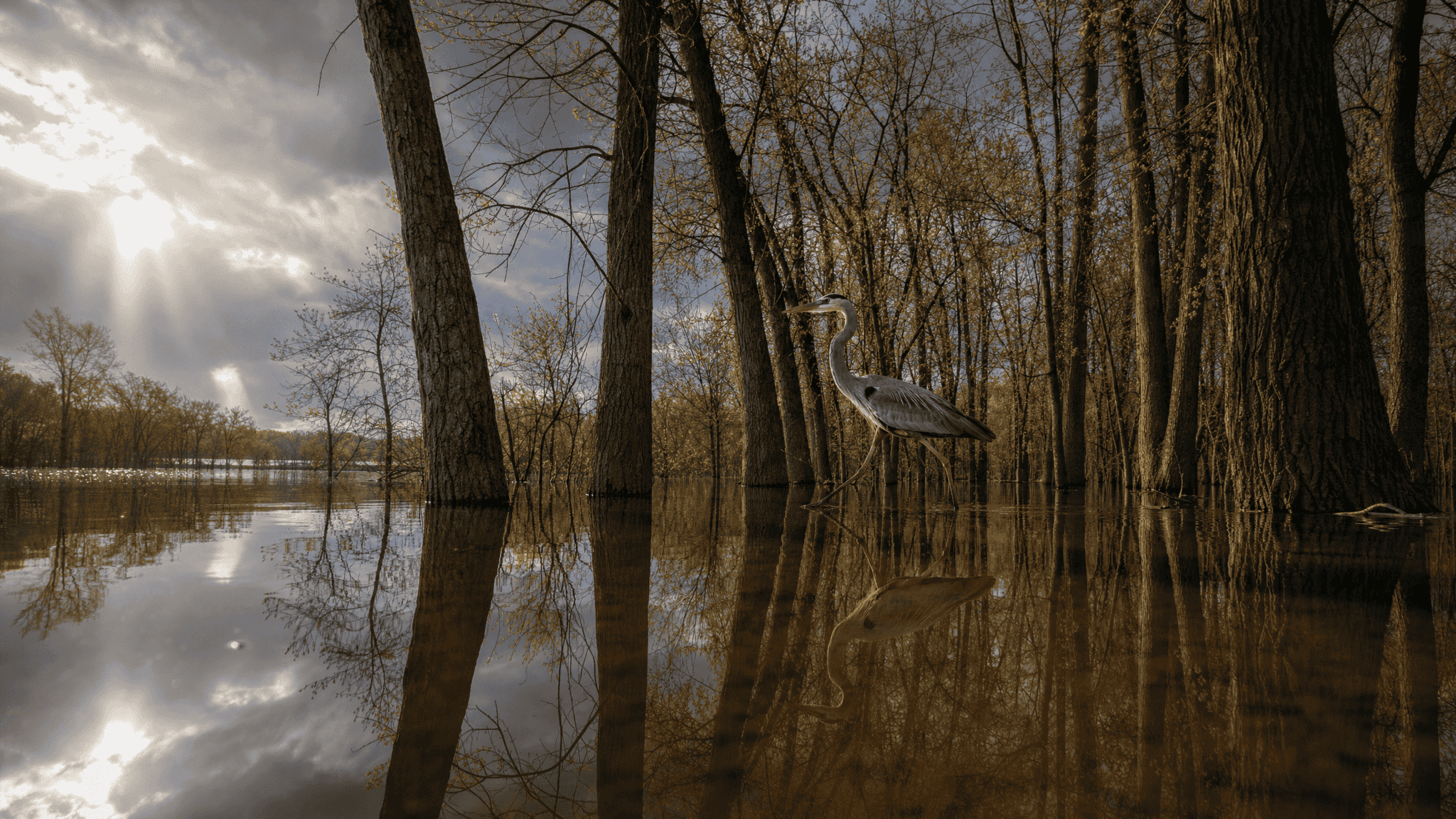 Flooded floodplain backwater in spring high water with flooded cottonwood and willow trunks, a great blue heron wading between them