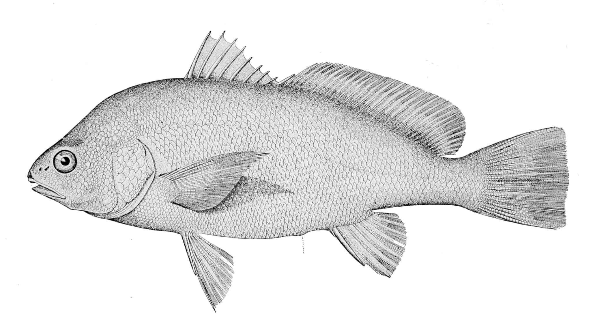 Freshwater Drum Were Using That Walleye Seam First