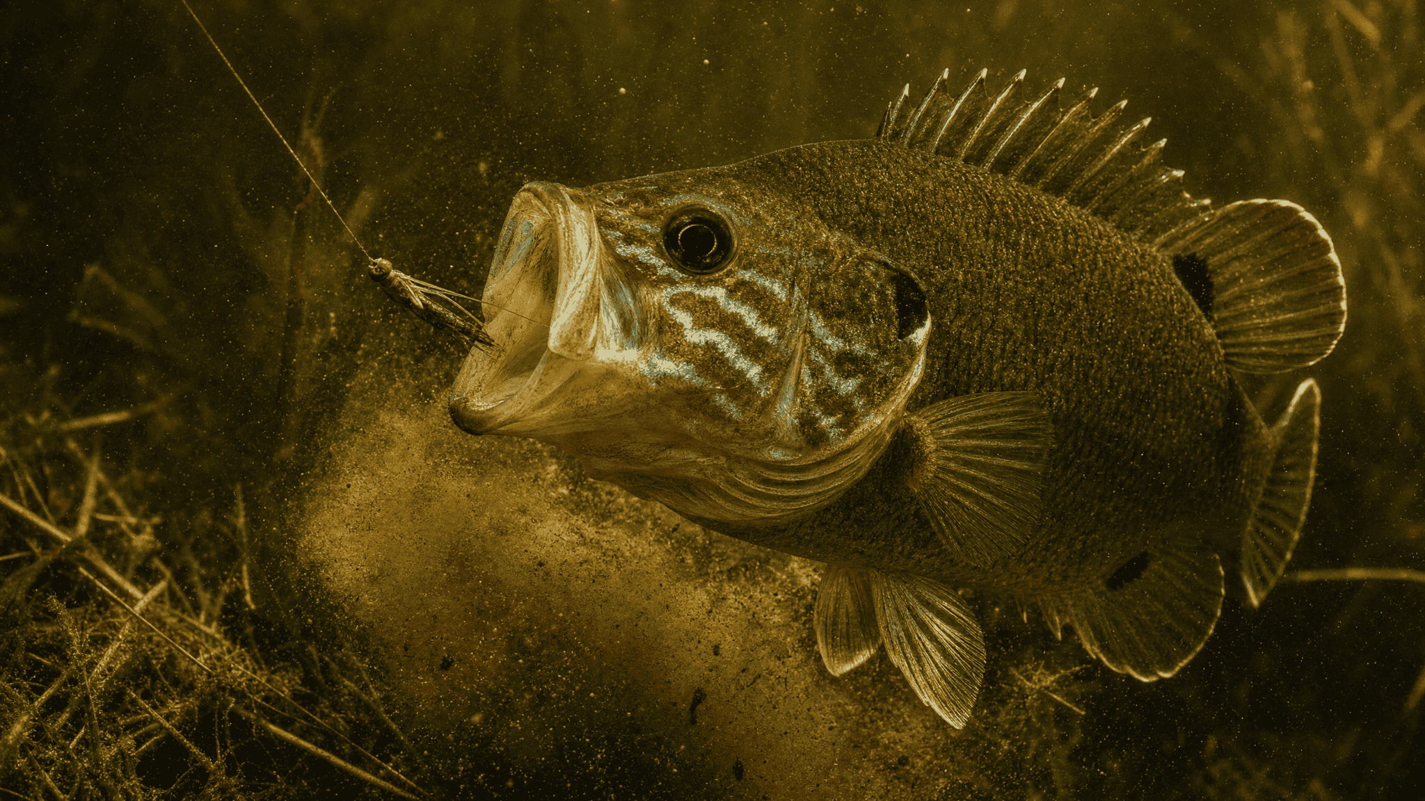 Green sunfish striking a small jig beside shallow pond vegetation