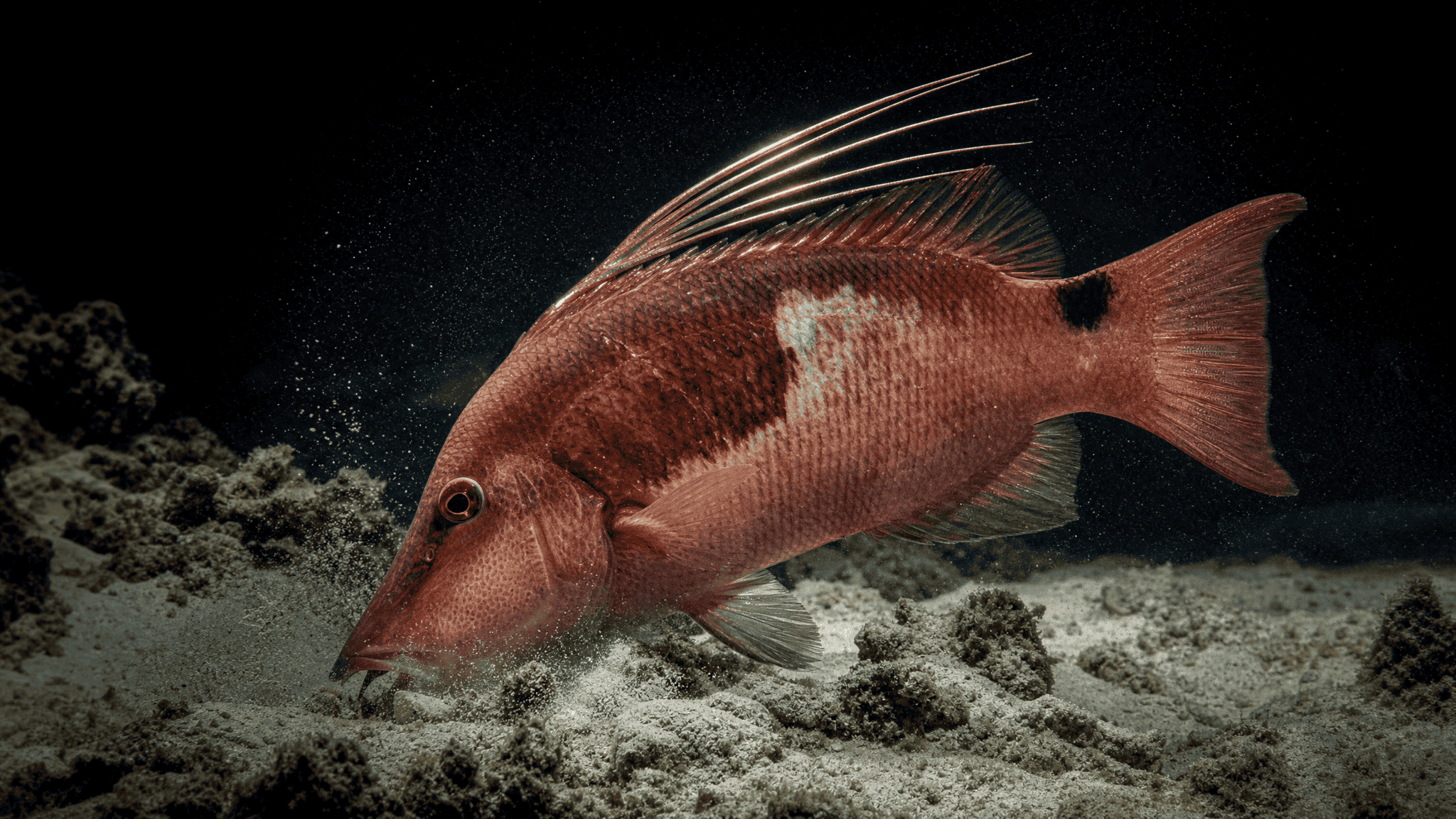 A male hogfish with long trailing dorsal spines and a steeply sloped snout rooting into sand between coral rubble on a Florida reef, lit by a dramatic single shaft of light.