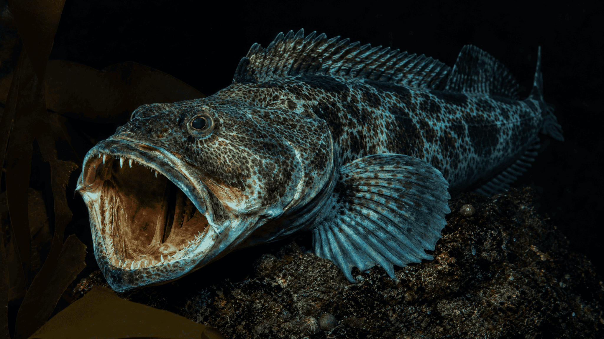 A lingcod with its mottled camouflage pattern and jaws full of sharp teeth resting on a rocky Pacific Northwest reef pinnacle, lit like a moody predator portrait.