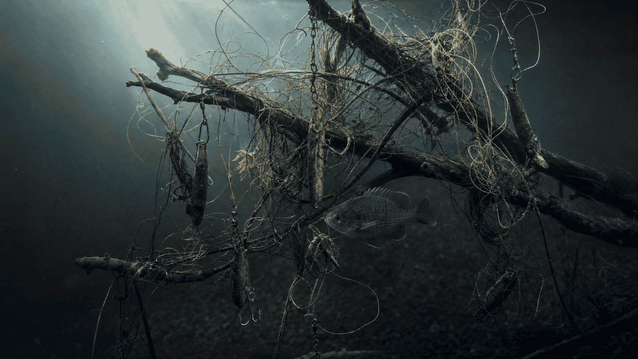 A submerged dead branch tangled in years of accumulated braided fishing line, rusted lures and a bare hook, lit by a shaft of light through shallow lake water, with a bluegill threading carefully through the tangle