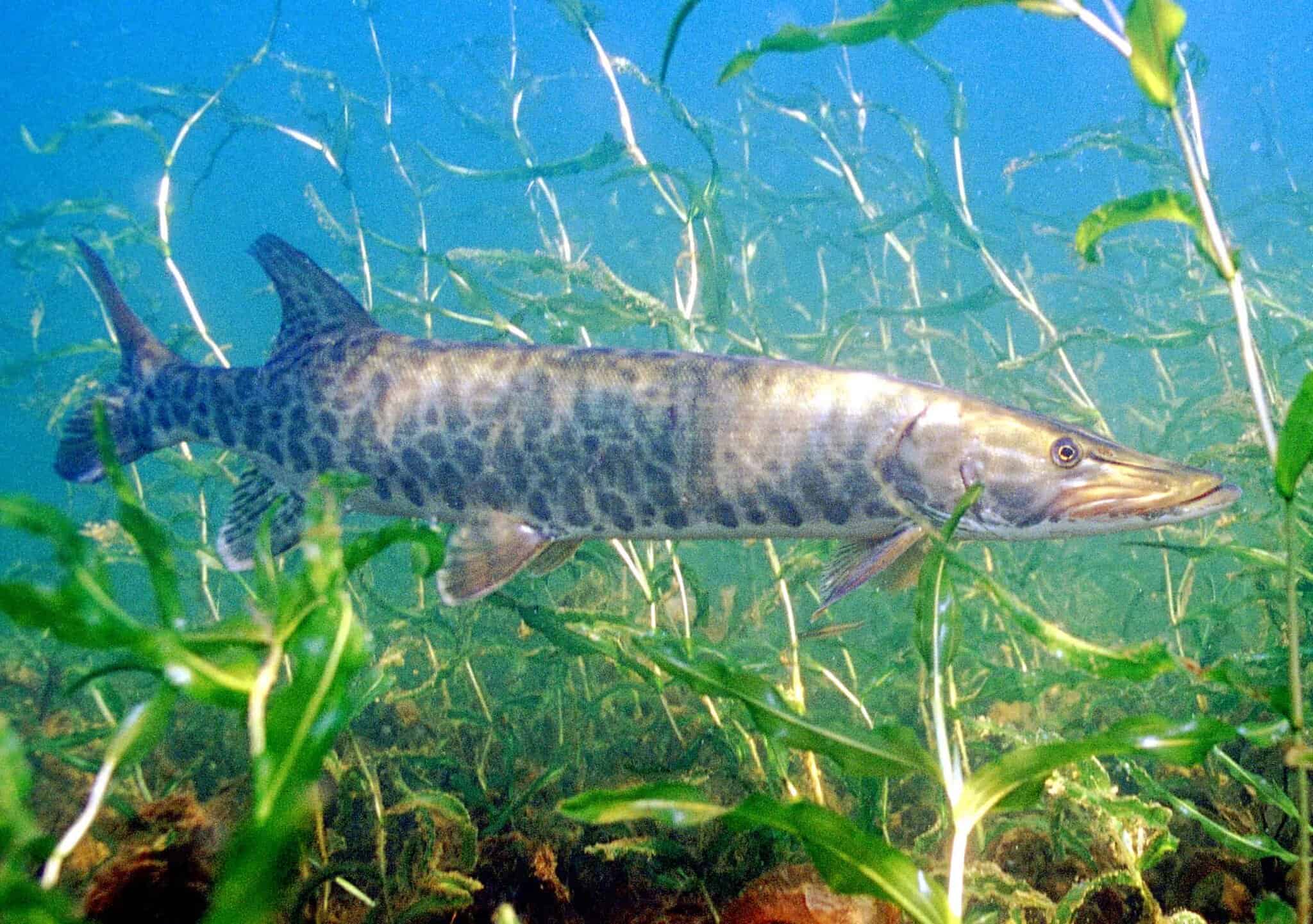 Muskellunge Make the Last Five Feet Matter