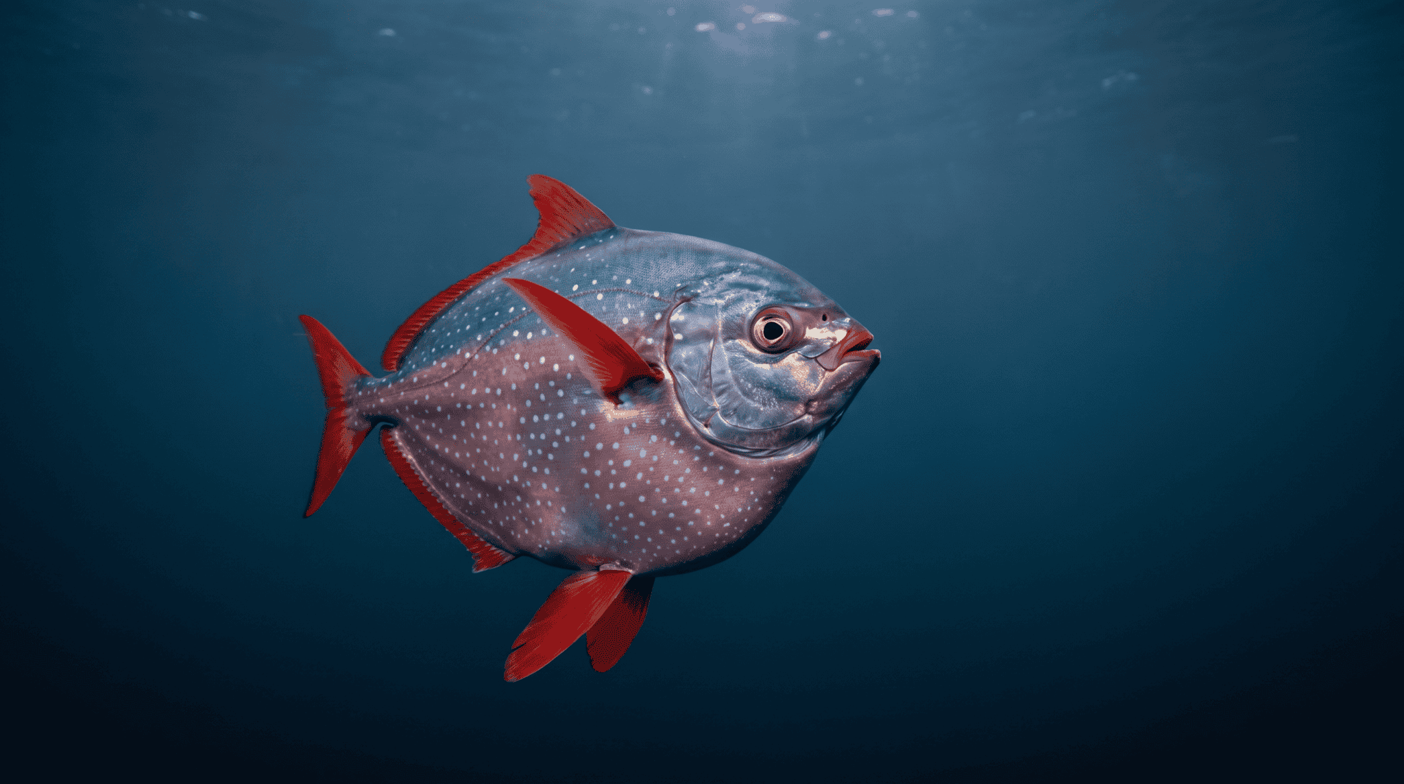Opah swimming through cold blue open-ocean water