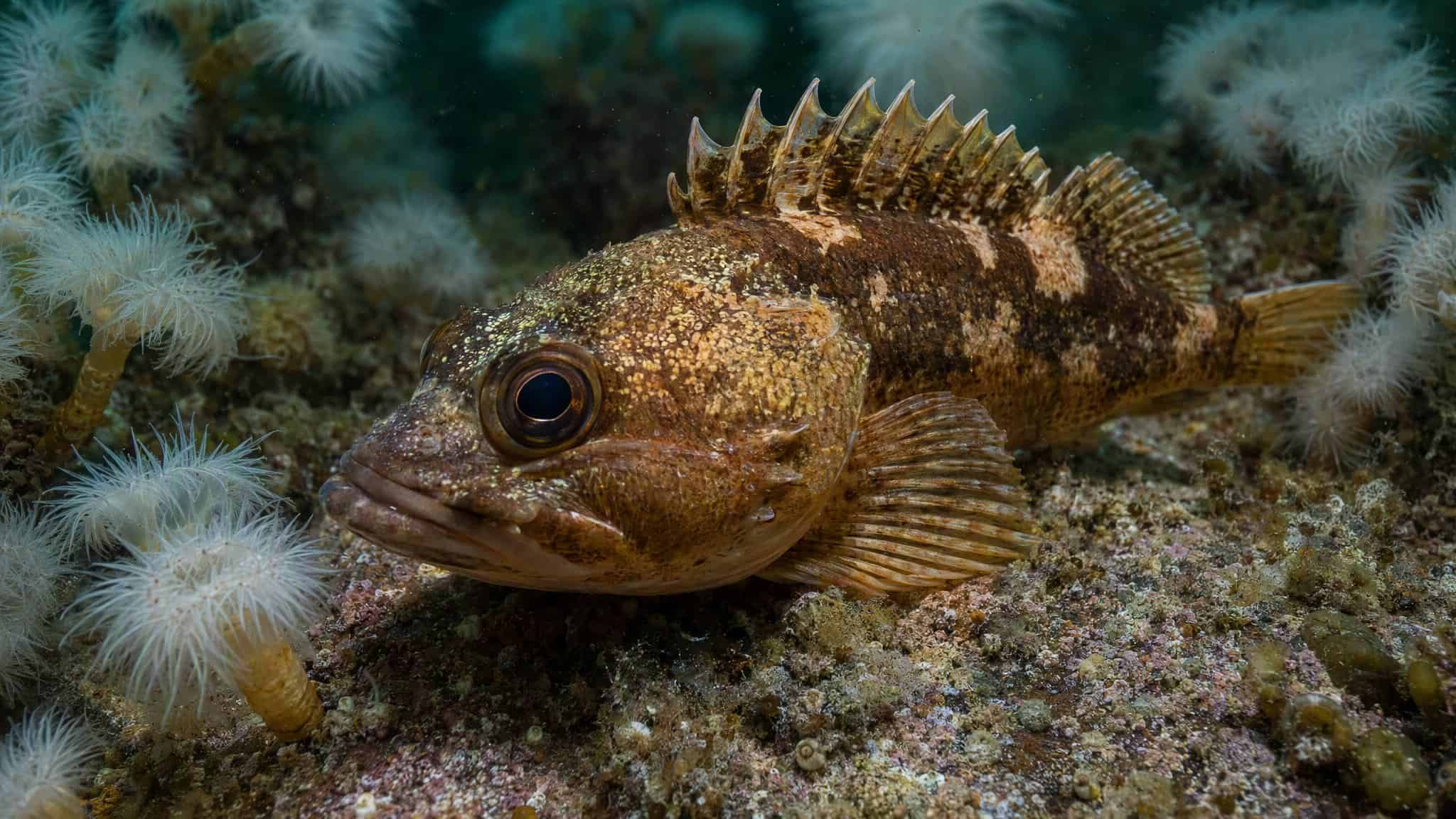 Mottled brown quillback rockfish resting on a rocky reef among white plumose anemones